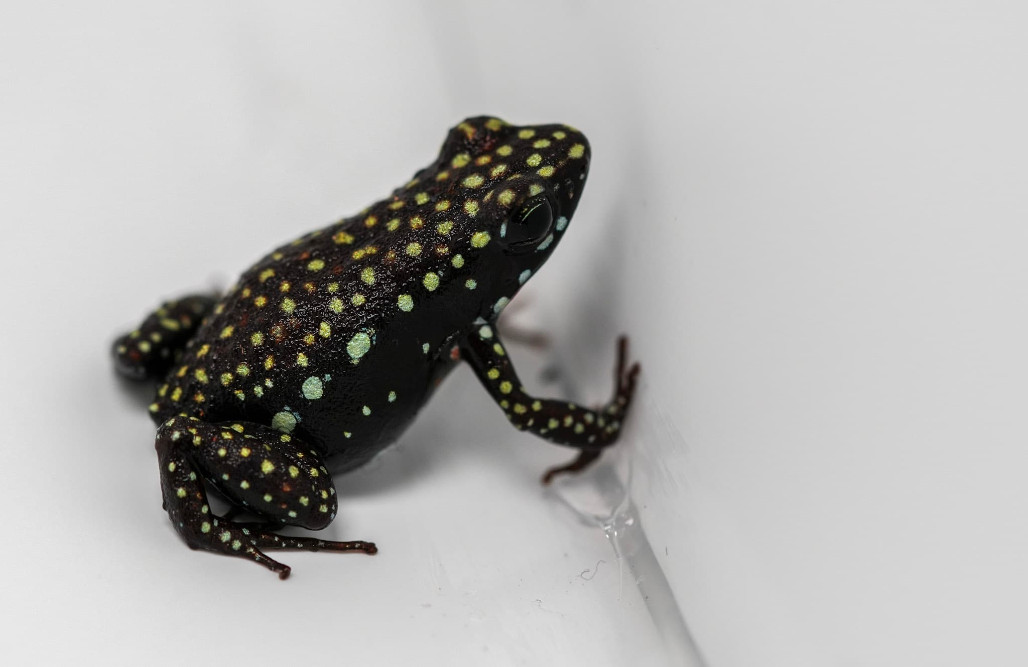 Epipedobates tricolor Cielitos