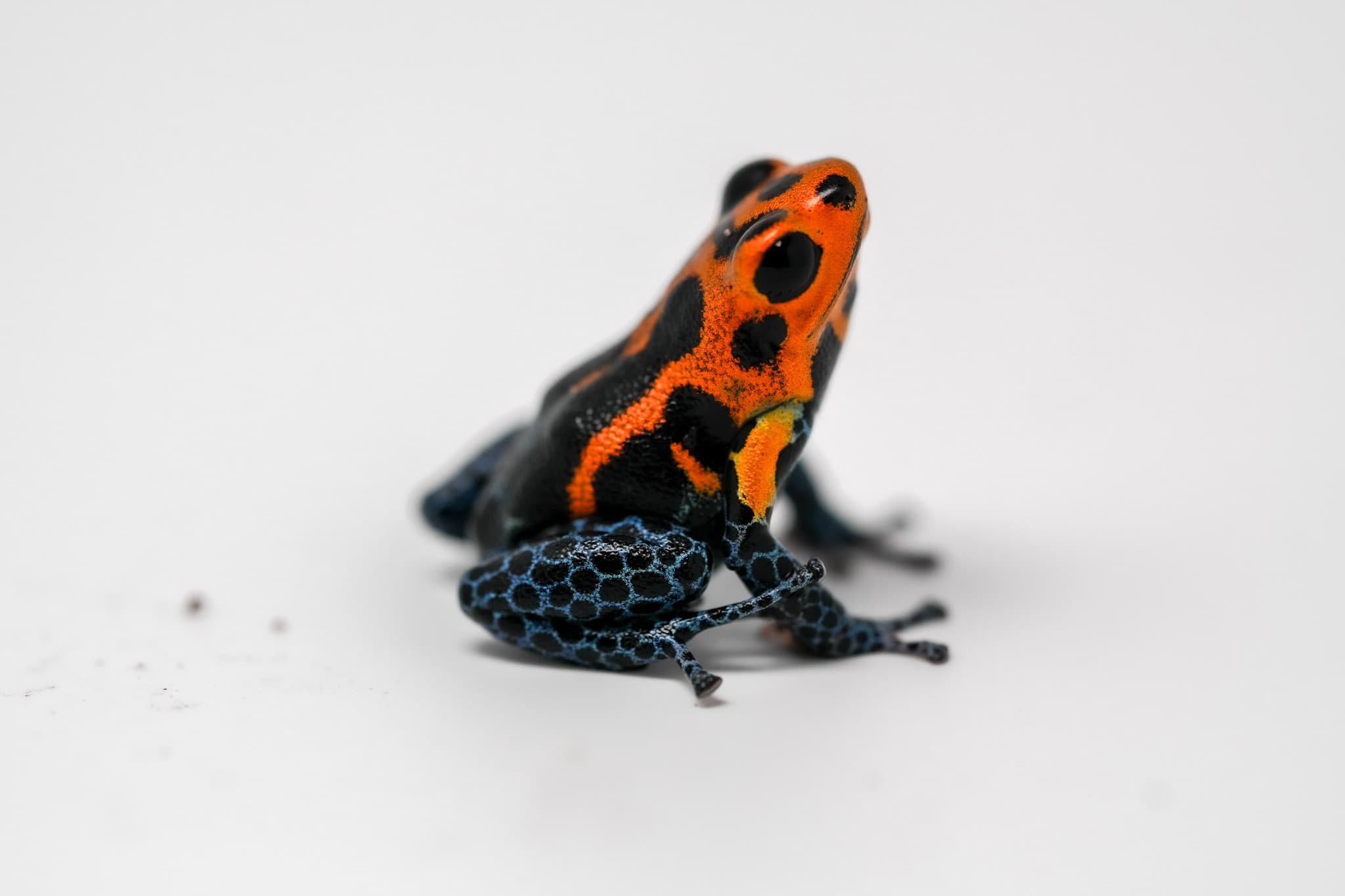 Ranitomeya Imitator Varadero