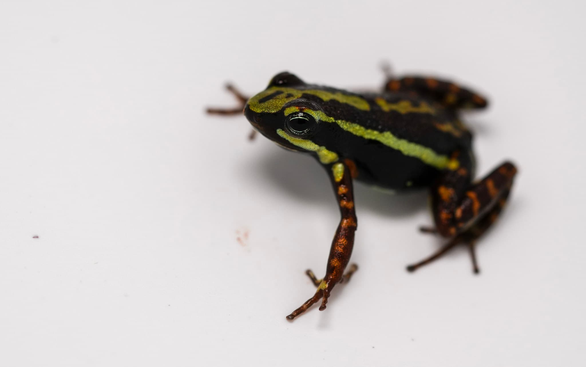 Epipedobates tricolor Rio