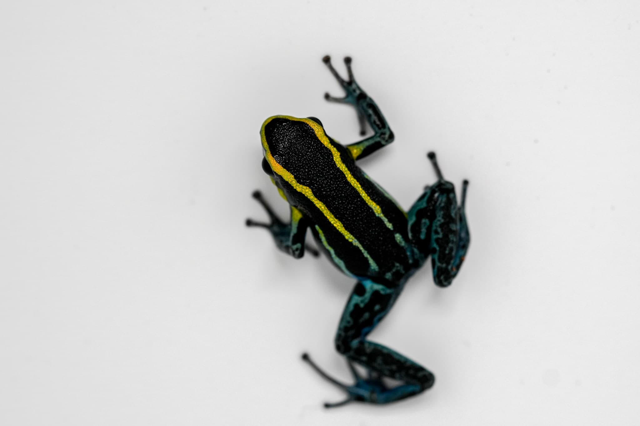Hyloxalus azureiventris