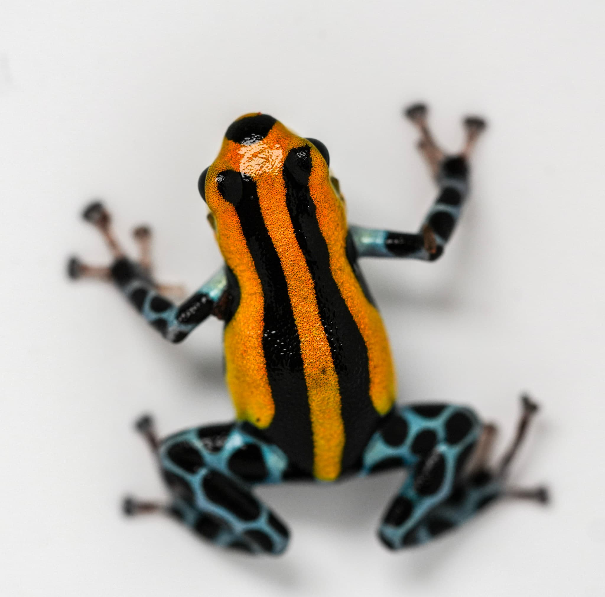 Ranitomeya sirensis Highland