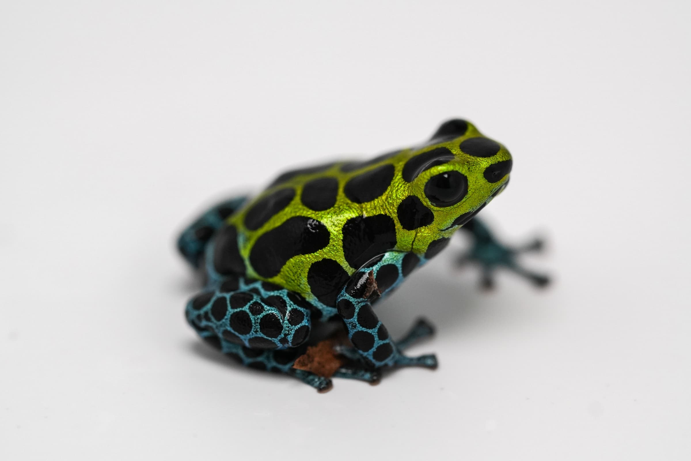 Ranitomeya variabilis Southern