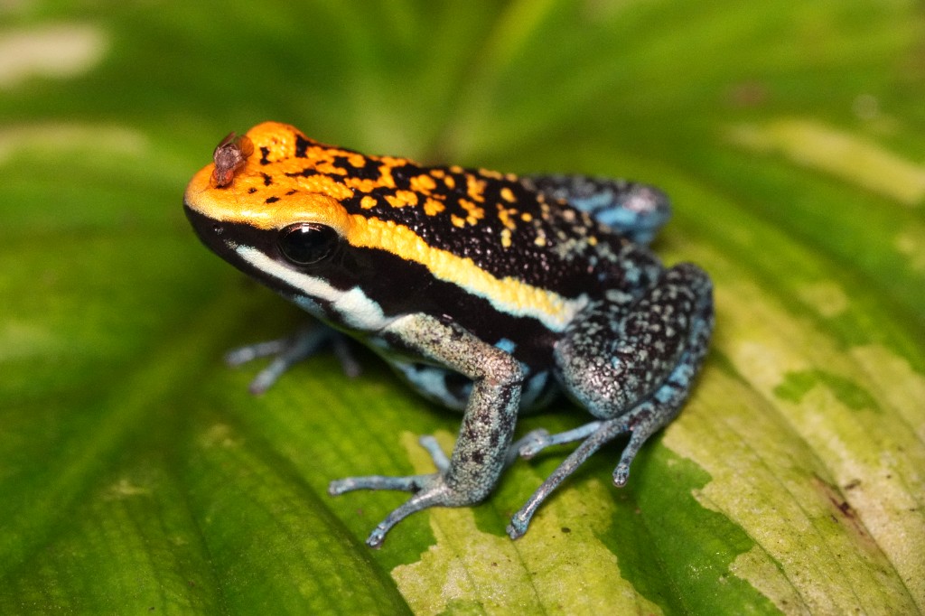 Ameerega pepperi Abiseo